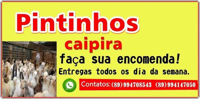 Pintinhos caipira - Foto 2