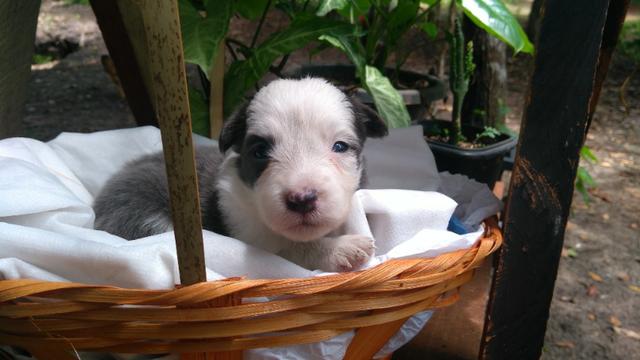 Filhotes de Border Collie - Foto 2