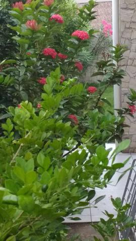 Casa Livre Em São Caetano - Foto 19