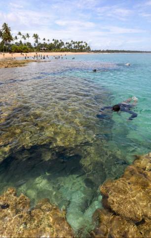 Lotes Taipu de Fora - Península de Maraú - Bahia - Foto 11