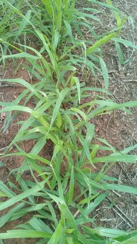 Brachiaria Ruziziensis - Valor R$ 6,00 por KG - Foto 3