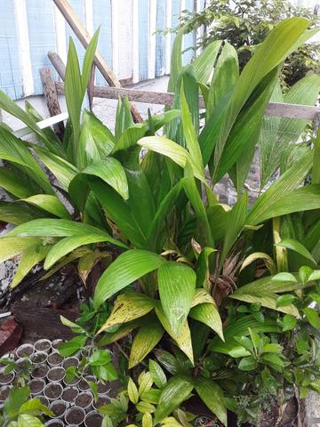 Mudas de plantas