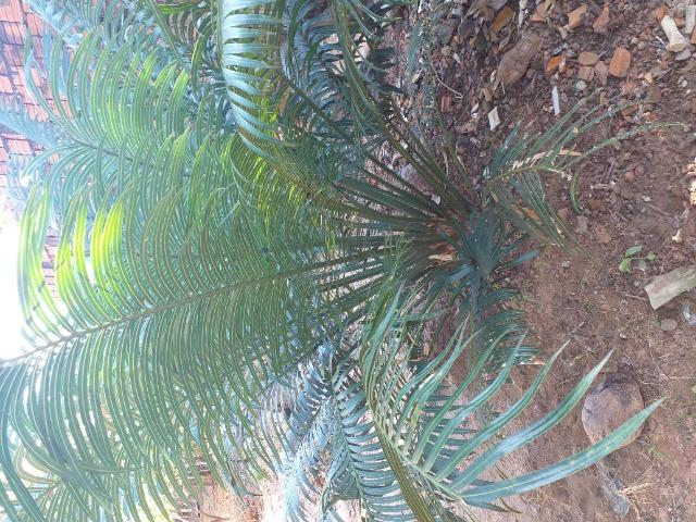 Planta