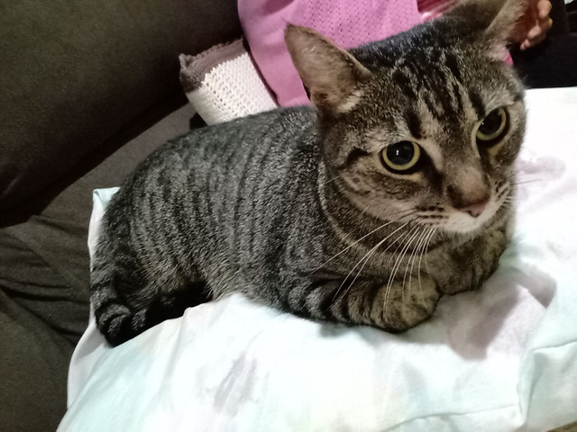 Gata para adoção