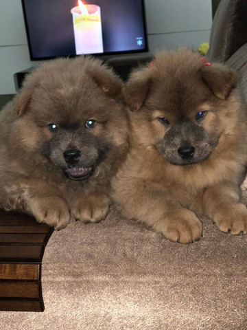 Filhotes de Chowchow à pronta entrega