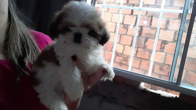 Lindos shitzu padrão - Foto 2