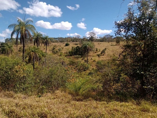 29ha de terra boa todo formado em branquearao Baldim - Foto 3