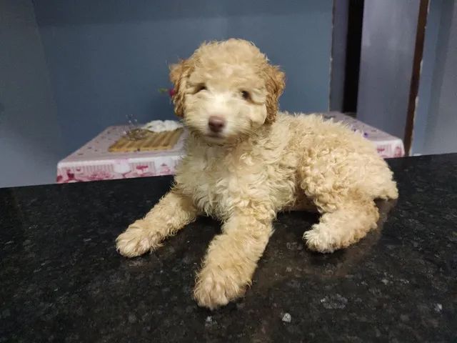 Filhote Poodle N°2 - Foto 3