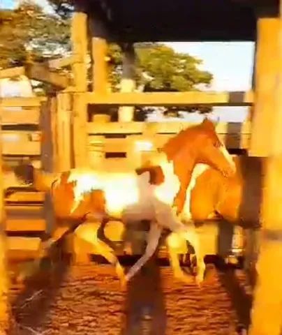 Potra Paint Horse - Foto 2