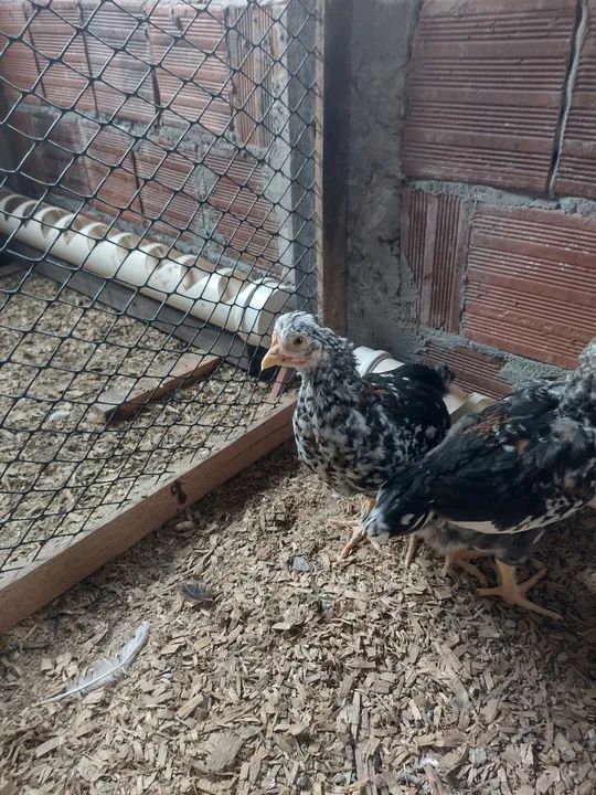 GSB GALINHA SERTANEJA BALÃO - Foto 2