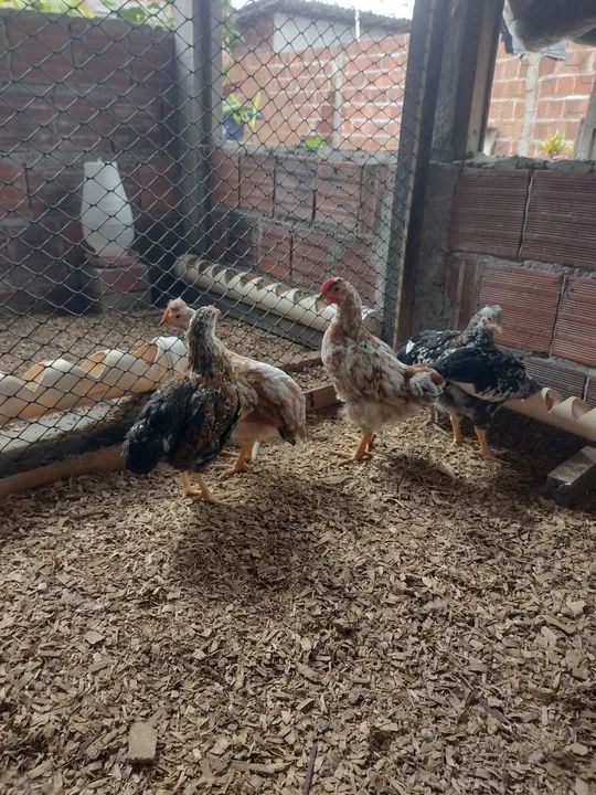 GSB GALINHA SERTANEJA BALÃO - Foto 4