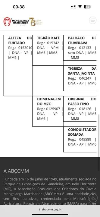 Potra mangalarga marchador  - Foto 4