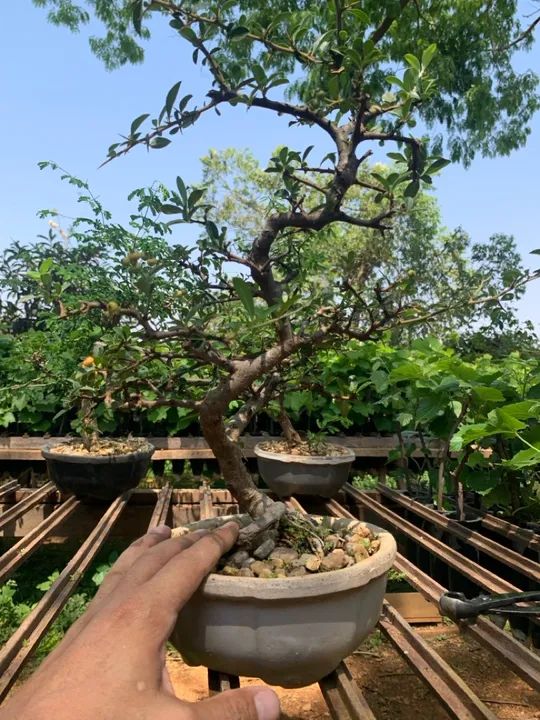 Bonsai - Pré Bonsai  - Foto 2