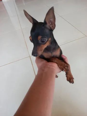 English toy best sale terrier olx