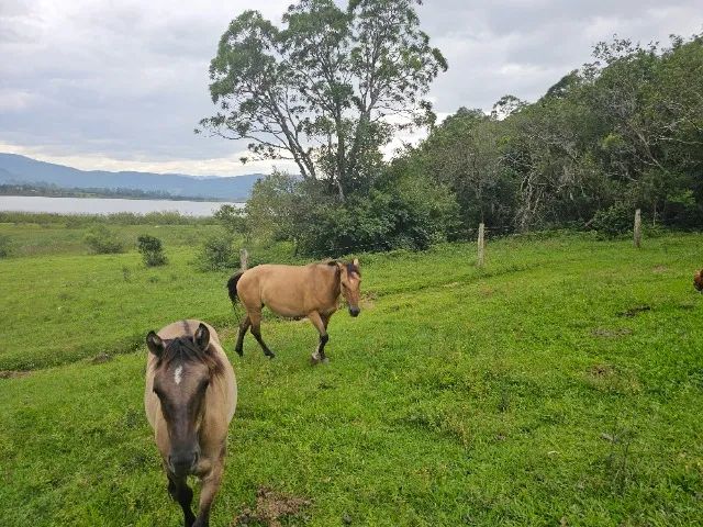 A Neta do famoso BUTIÁ OLODUM Egua Crioulo Registrada e prenha - Foto 4