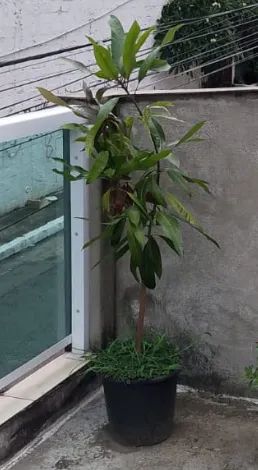 Frutiferas - 58 mudas diversos tamanhos - Muito barato.