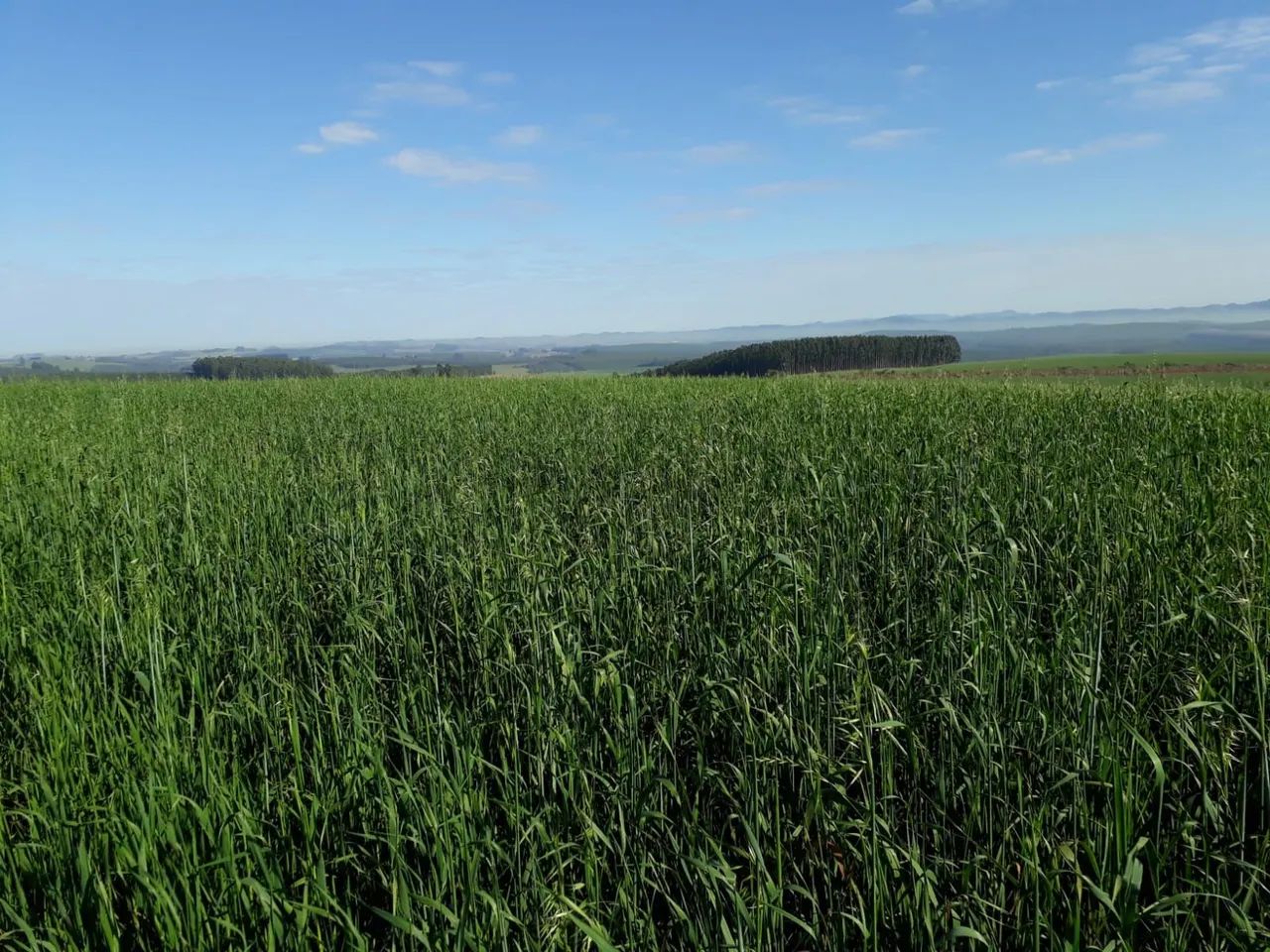 Vend fazenda  - Foto 2