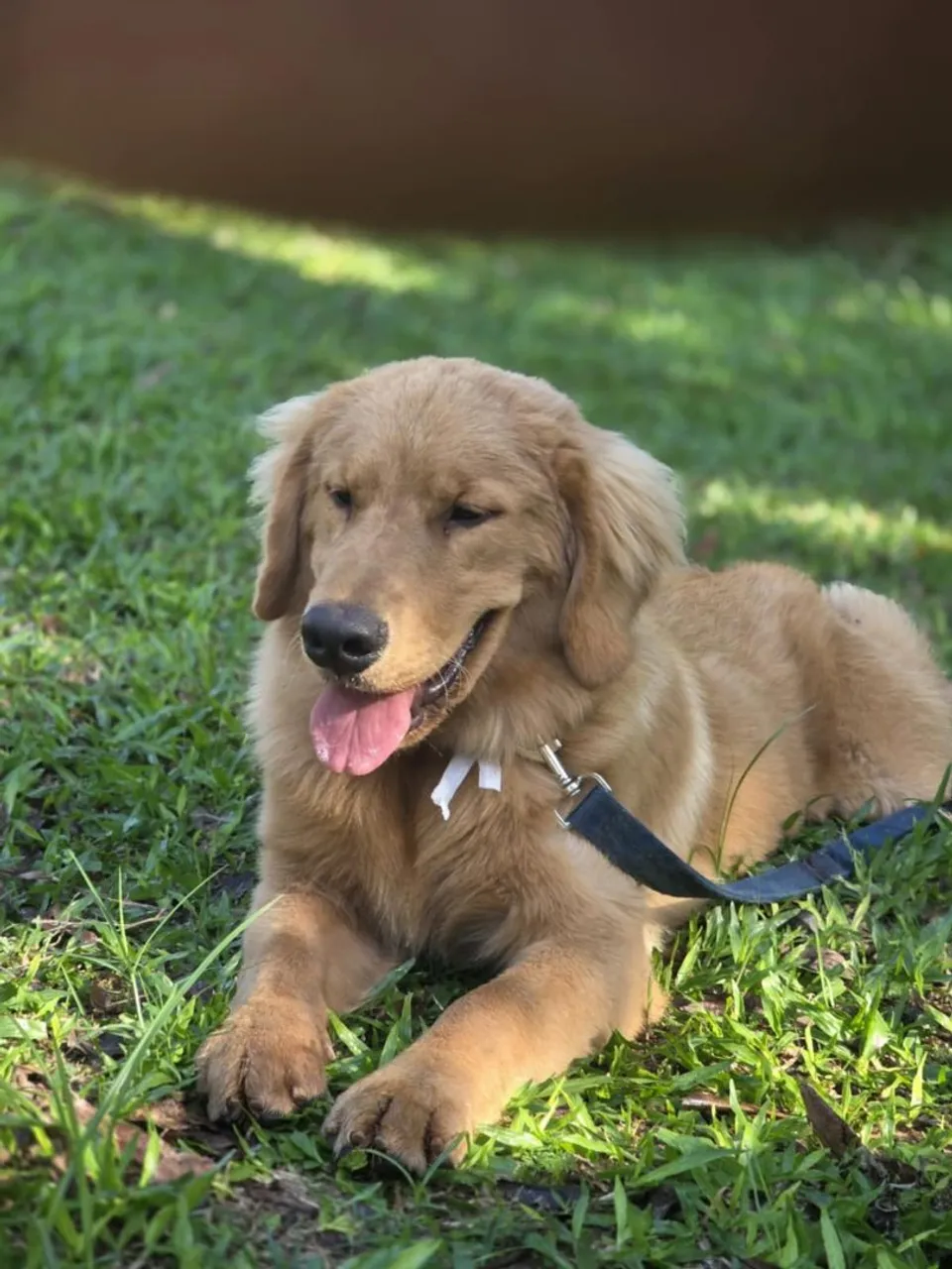 Filhotão golden retrivier macho