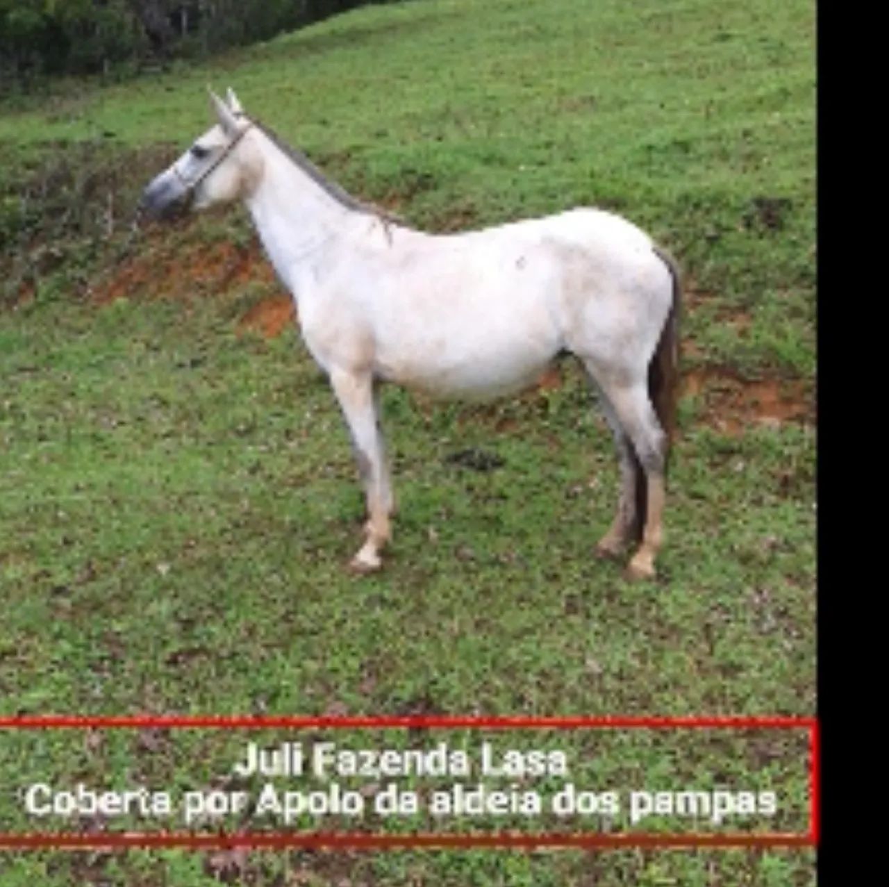 Éguas MANGALARGA MARCHADOR  - Foto 3