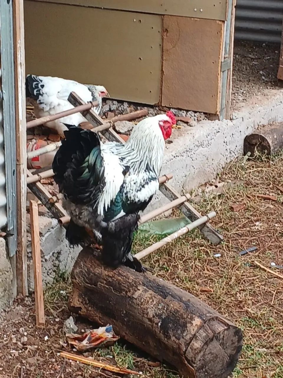 Galinhas Ornamentais Brahma - Venda de Ovos e Pintinhos - Foto 4