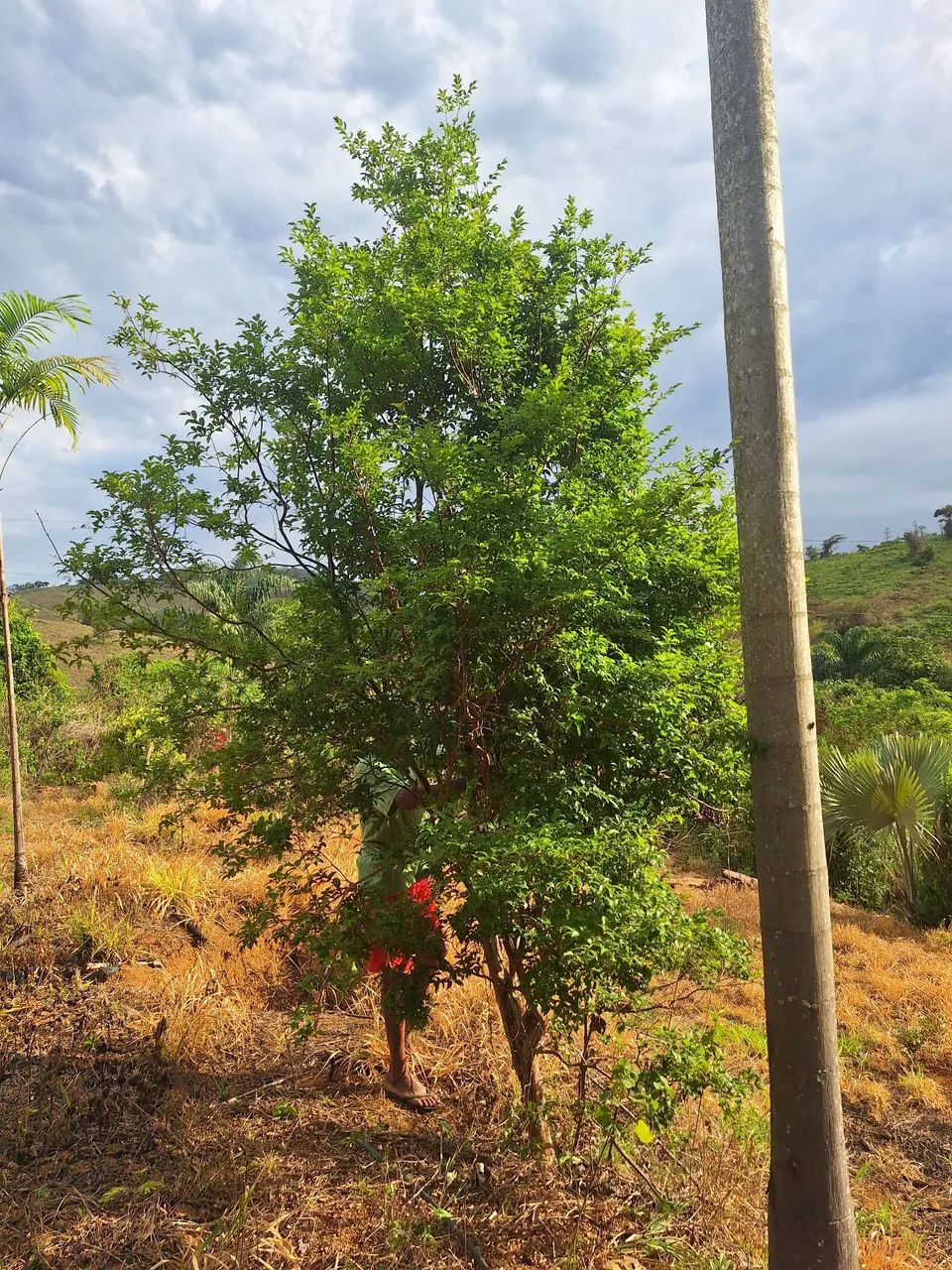 Mudas de jabuticaba com mais de 10 anos