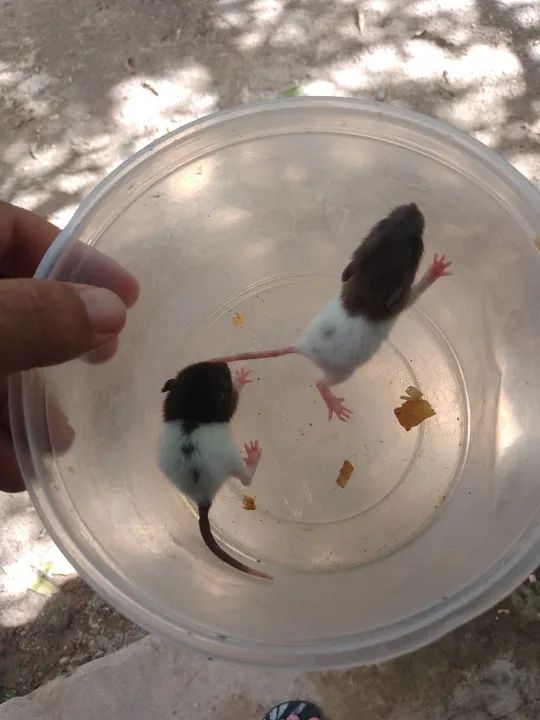 Ratos Twister entrega grátis 