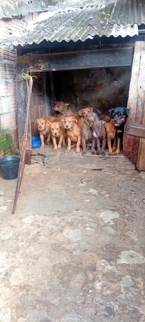 Filhotes de pittbul com Rottwale
