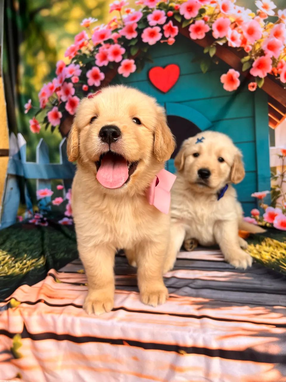 Golden Retriever filhotes recibo pedigree garantias - Foto 2