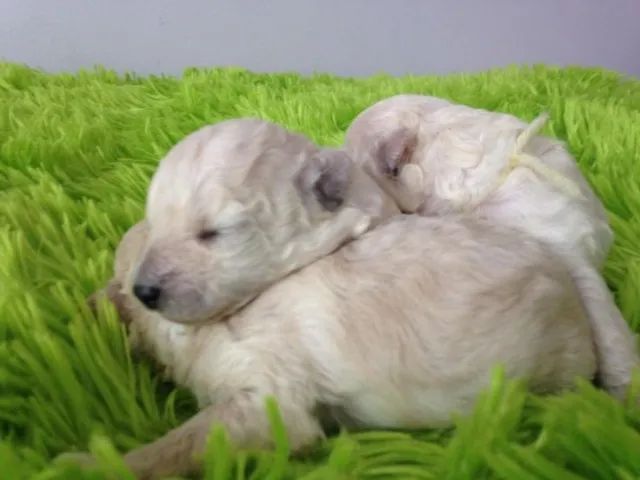 Poodle fêmea número 1 - Foto 2