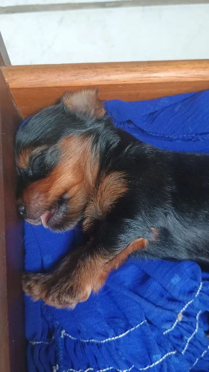 Yorkshire Terrier filhote - Foto 2