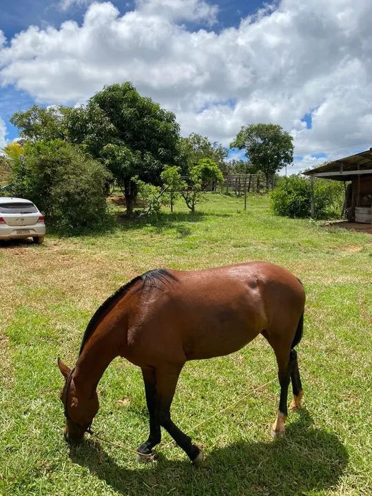 Egua muito boa  - Foto 2