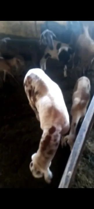 Carneiros em Nerópolis  - Foto 5