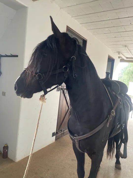 Cavalo MM Pra negócio  - Foto 2