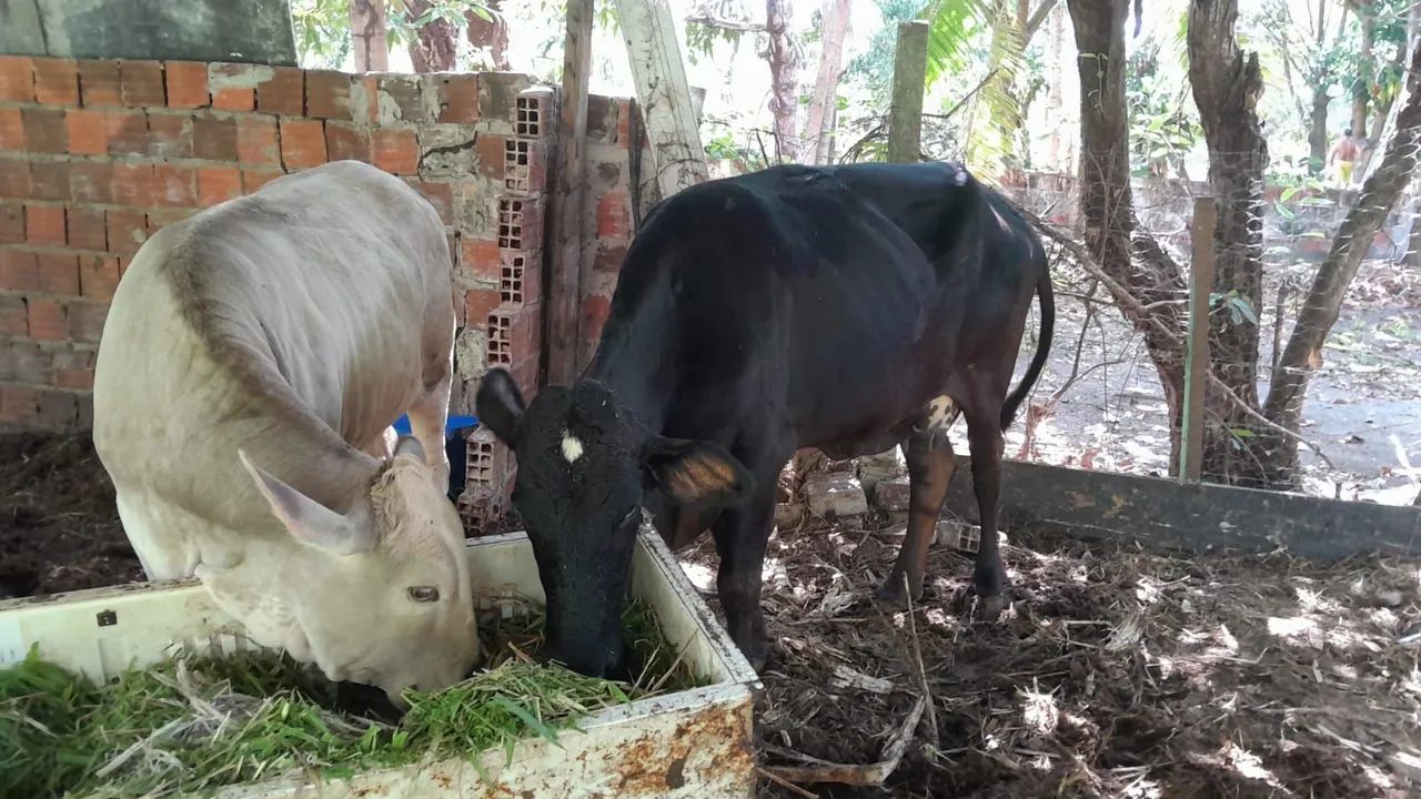 Vende-se Uma Vaca e uma Novilha.    - Foto 2