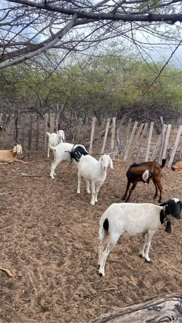 Cabras para Criação - Foto 3