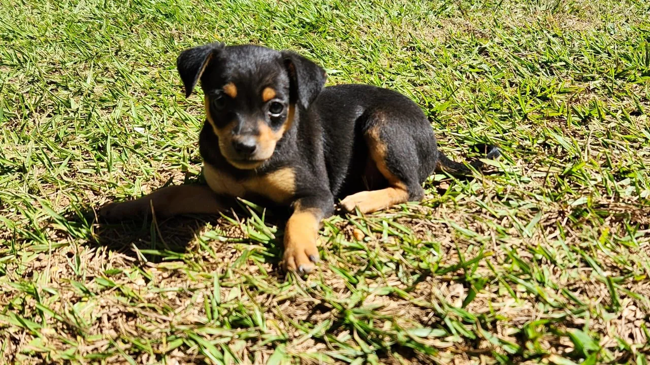 Filhote Pinscher