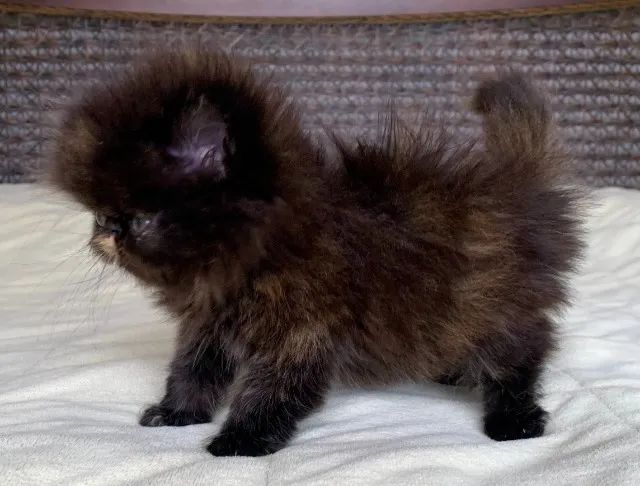 Show D/Gata Persa filhote Feméa Black Tortie pelo longo extremada,C/65 Dias Super Linda - Foto 4