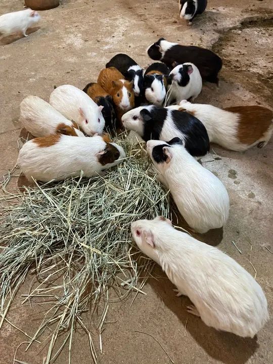 Porquinho da índia - Foto 2