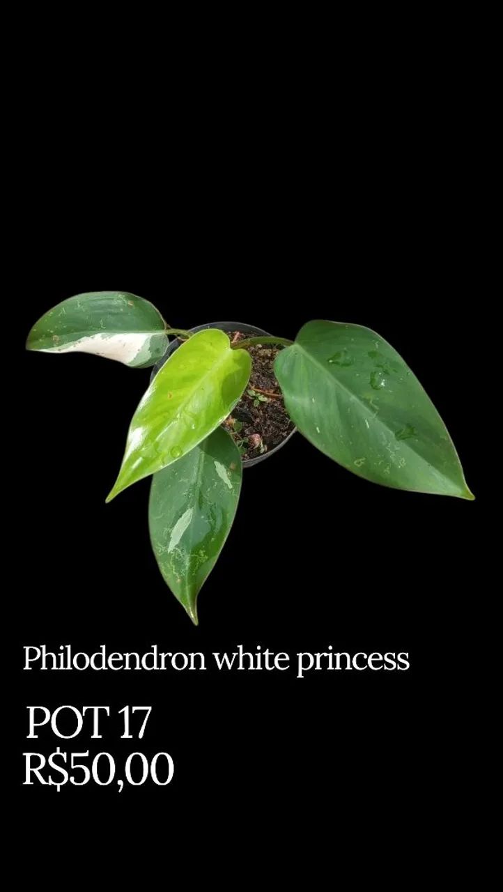 Philodendron White Princess - Foto 2