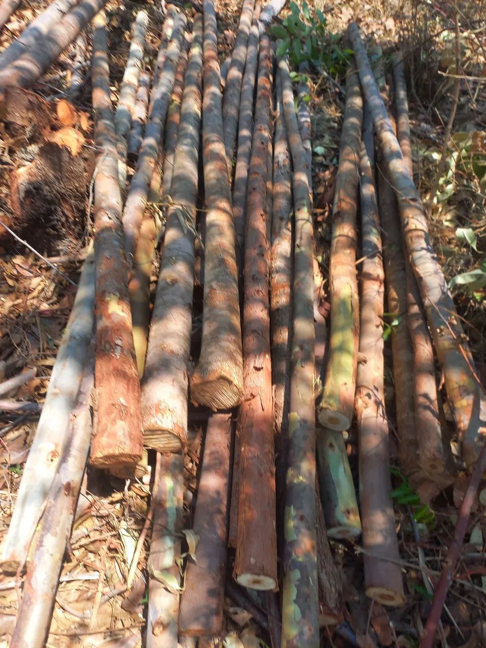 Escoras de eucalipto 