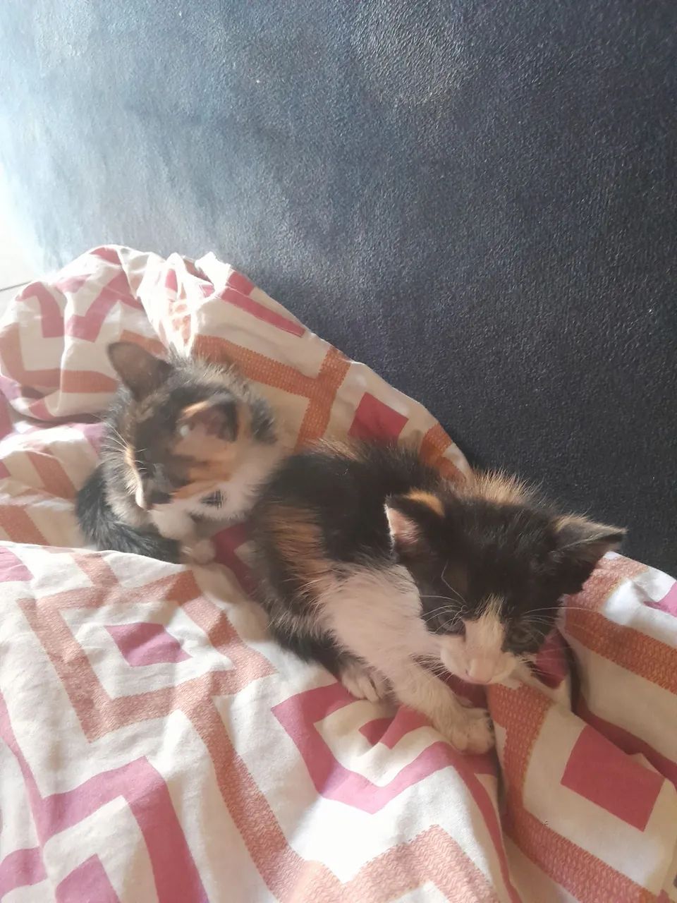 Gatinhos achados no terminal livramento faço entrega para teresina,Timom e altos - Foto 2