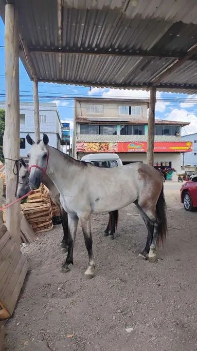 Égua Mangalarga Marchador  - Foto 3