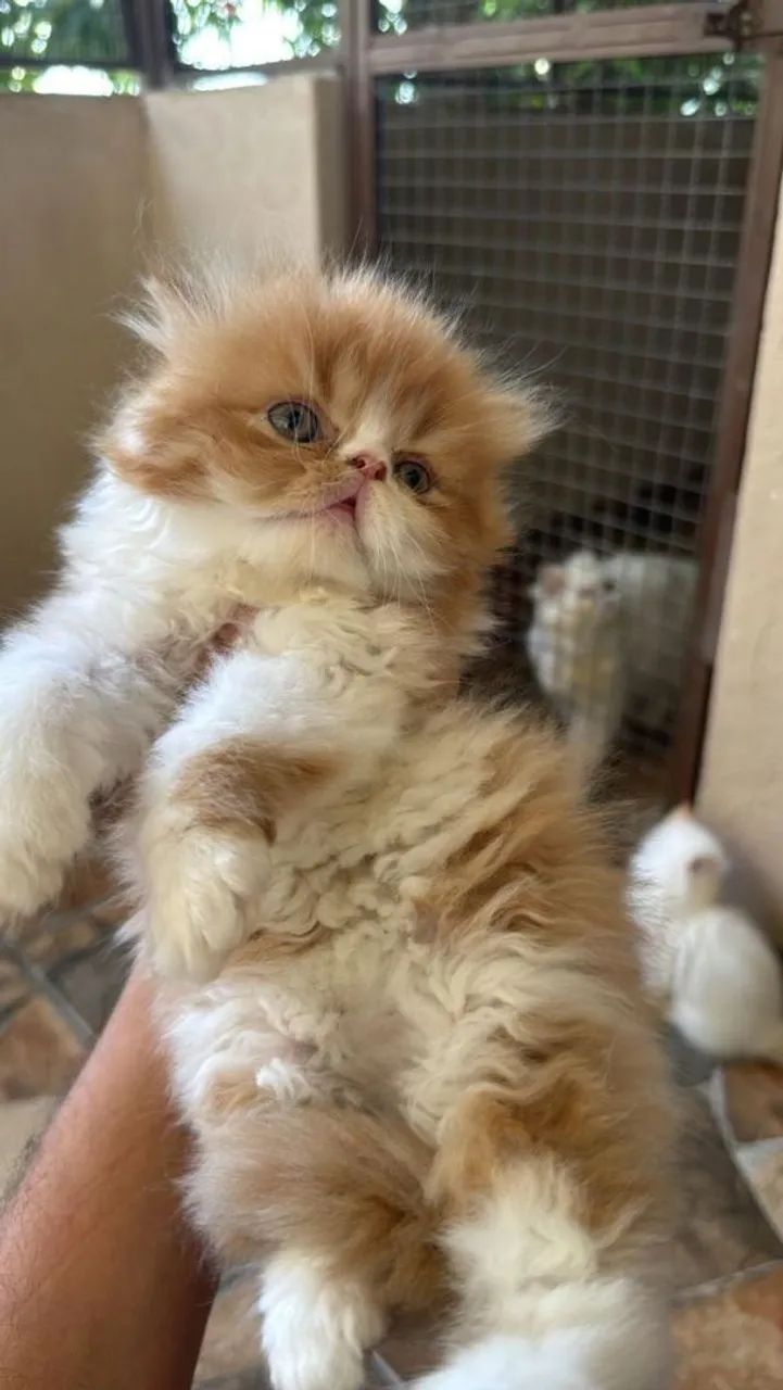 Gato Persa Filhote Fêmea  - Foto 4