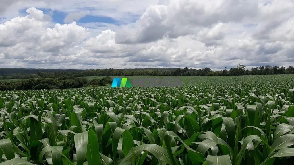 FAZENDA Á VENDA - 100 HECTARES - ARCOS (MG)