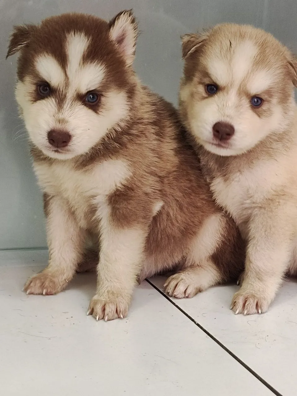 Filhotes de Husky Siberiano - Lindos e Dispostos!