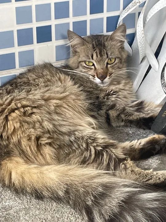 Gata fêmea castrada para adoção  - Foto 4