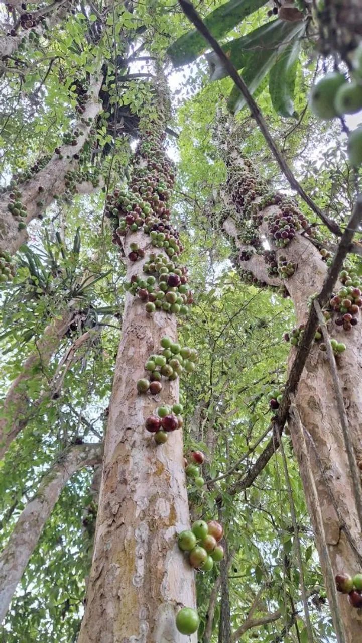  Chácara Vale Tranquilo - Itariri/SP  - Foto 12