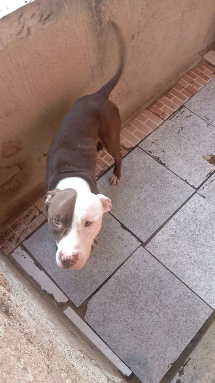 Filhotes de Pitbull - Foto 4