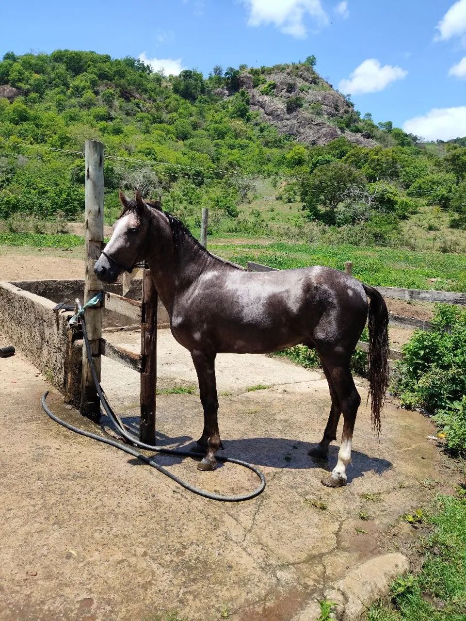Potro Mangalarga Marchador 2,5 Anos - Foto 2