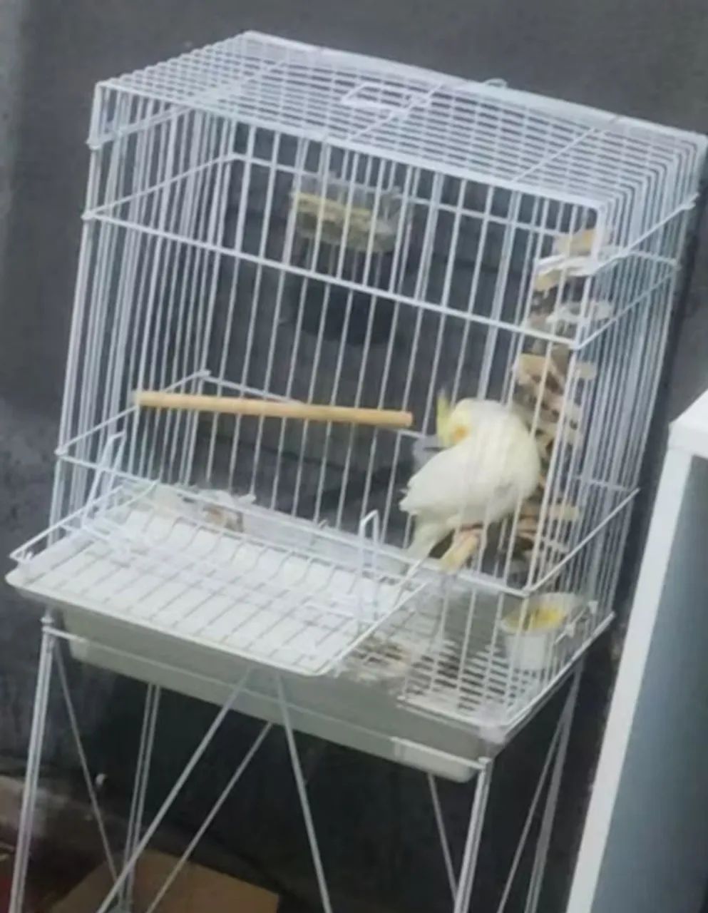 Gaiola com base64169212749058122